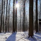 Waldmotive, hier: Winterimpressionen im Laubwald (12)