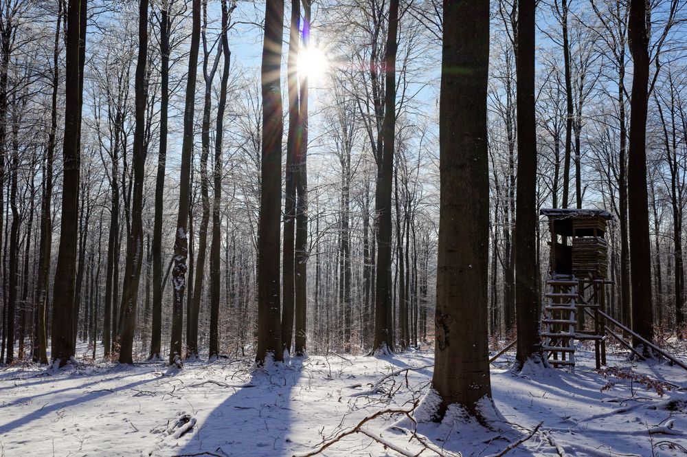 Waldmotive, hier: Winterimpressionen im Laubwald (12)