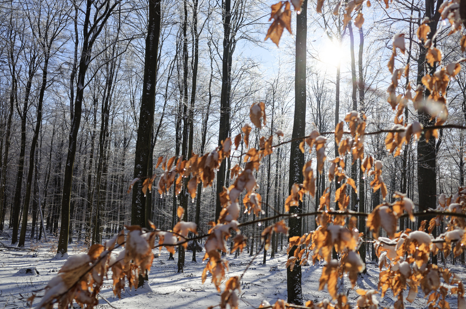 Waldmotive, hier: Winterimpressionen im Laubwald (13)