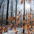 Waldmotive, hier: Winterimpressionen im Laubwald (13)