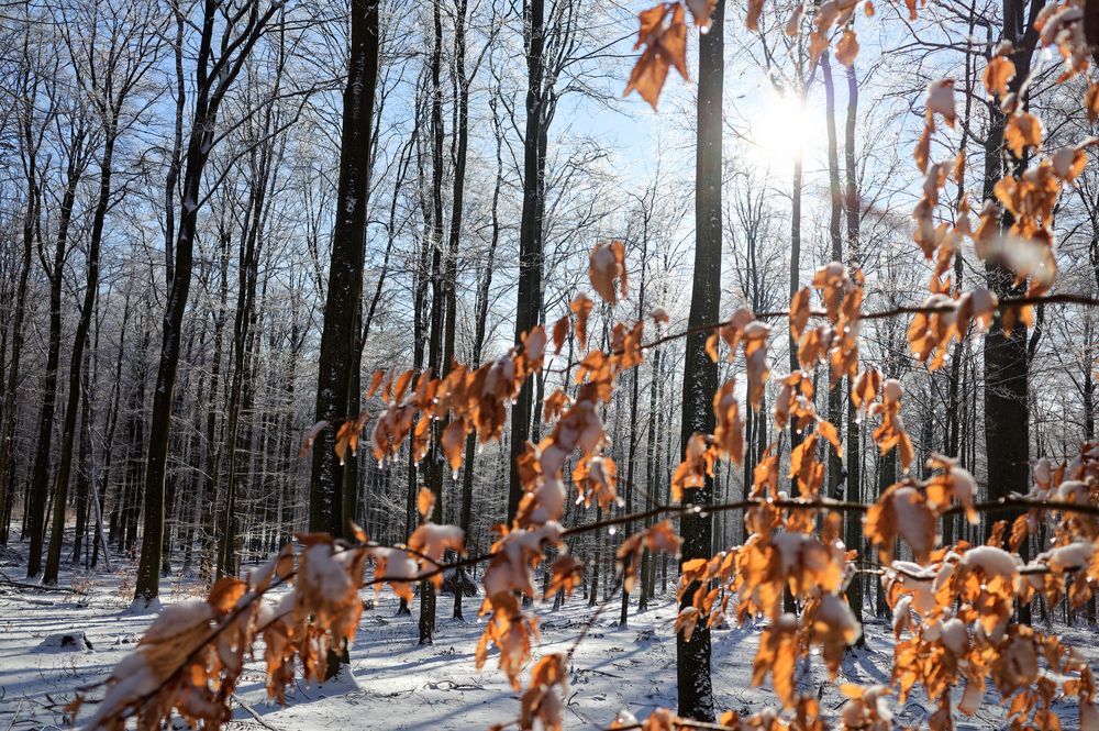 Waldmotive, hier: Winterimpressionen im Laubwald (13)