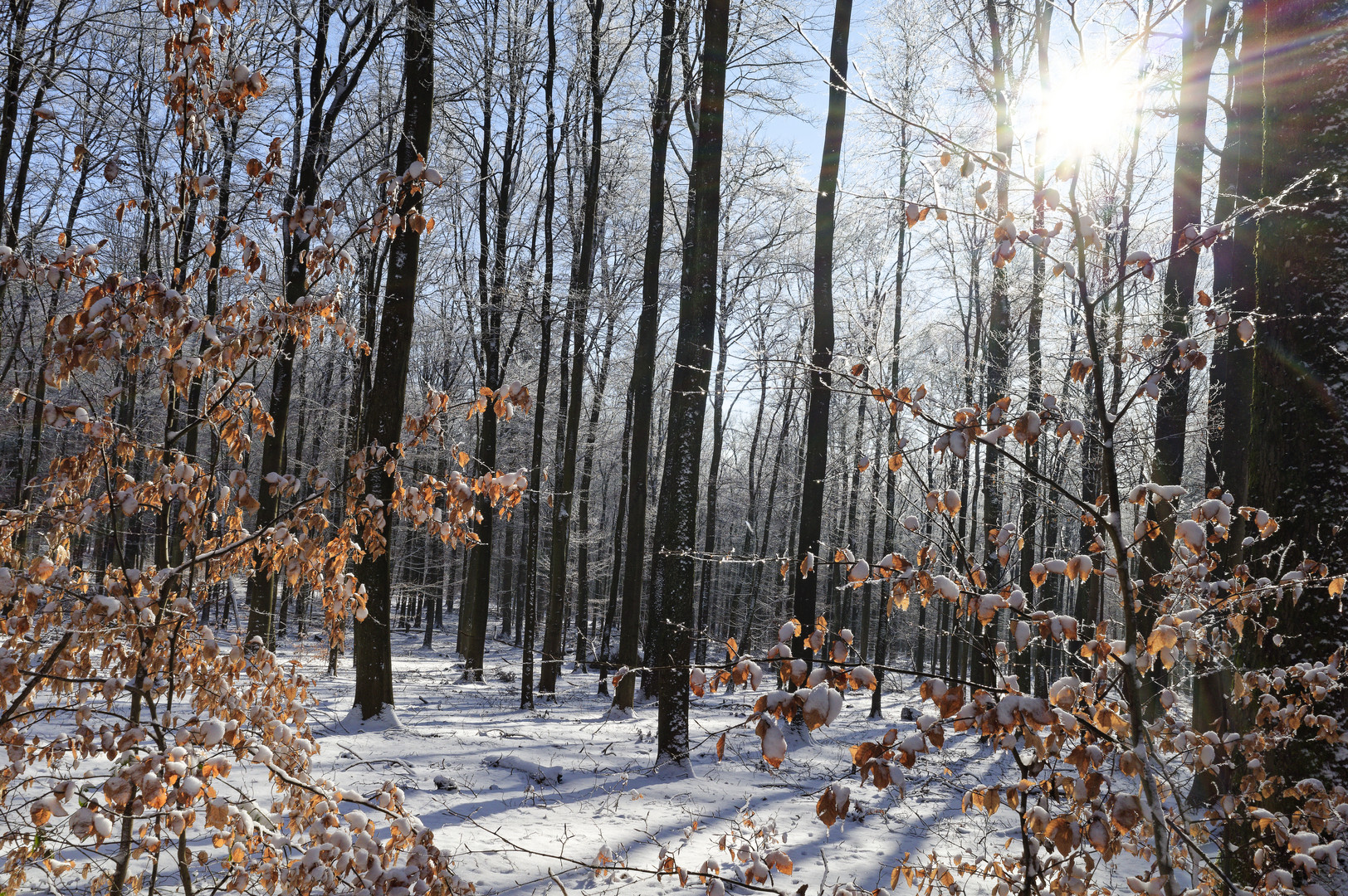 Waldmotive, hier: Winterimpressionen im Laubwald (14)