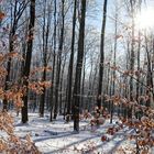 Waldmotive, hier: Winterimpressionen im Laubwald (14)