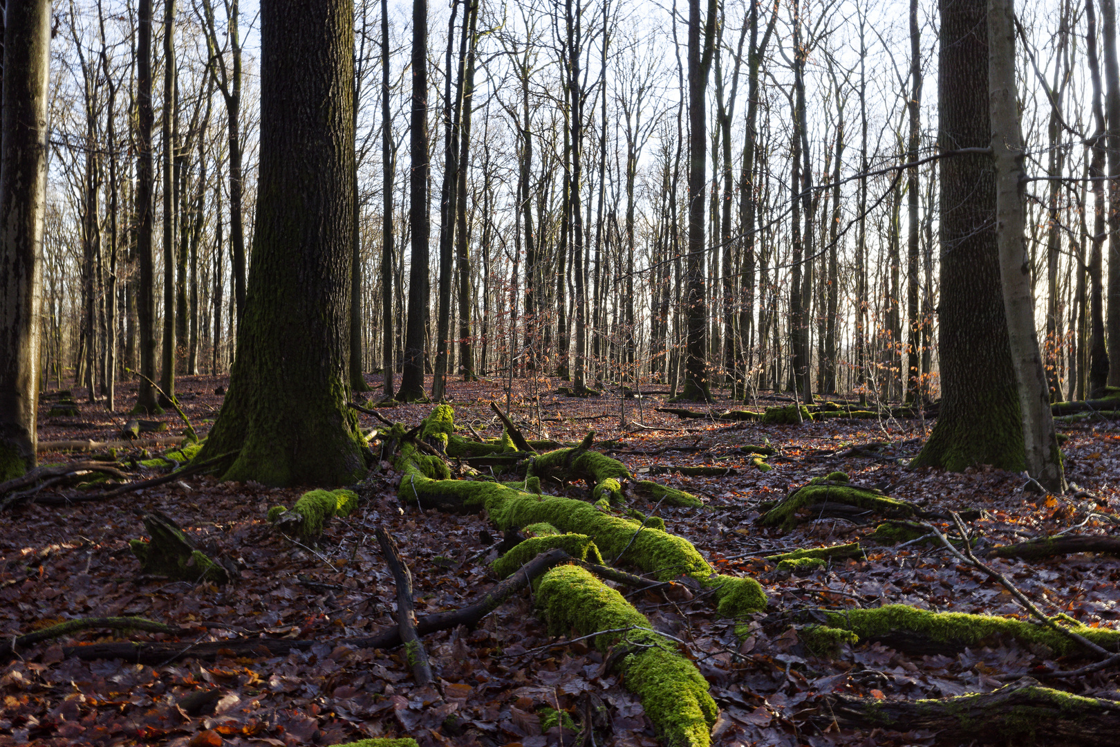 Waldmotive, hier: Winterimpressionen im Laubwald (15)