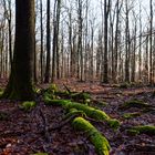 Waldmotive, hier: Winterimpressionen im Laubwald (15)