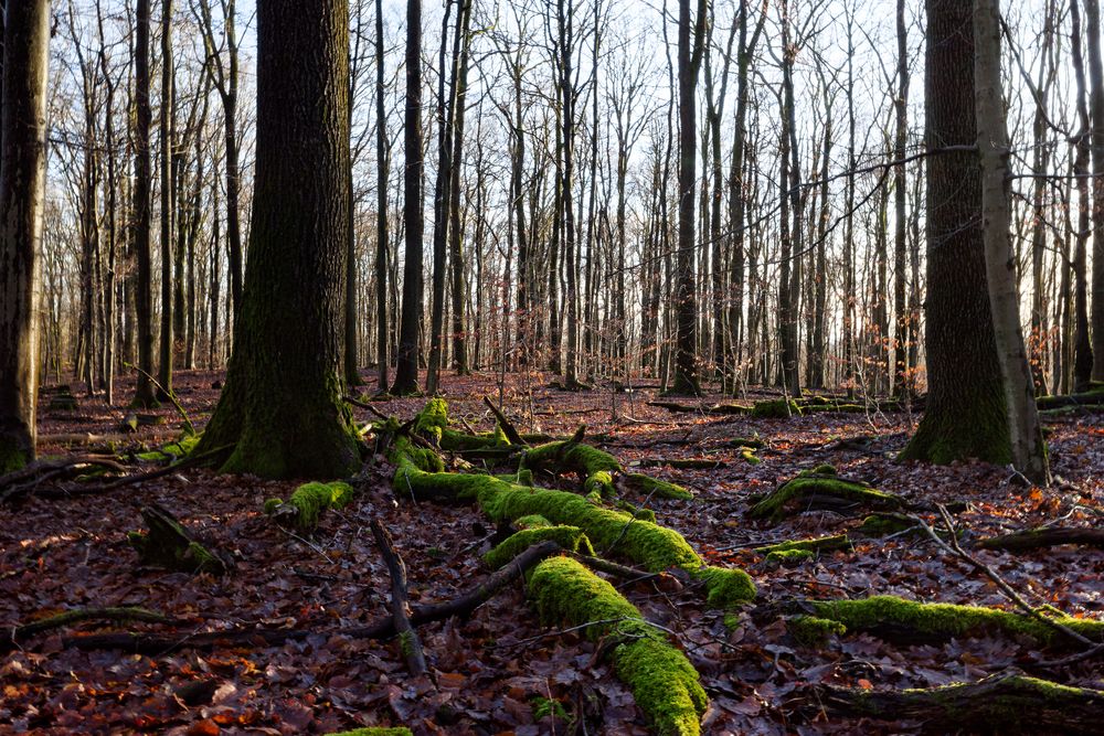 Waldmotive, hier: Winterimpressionen im Laubwald (15)