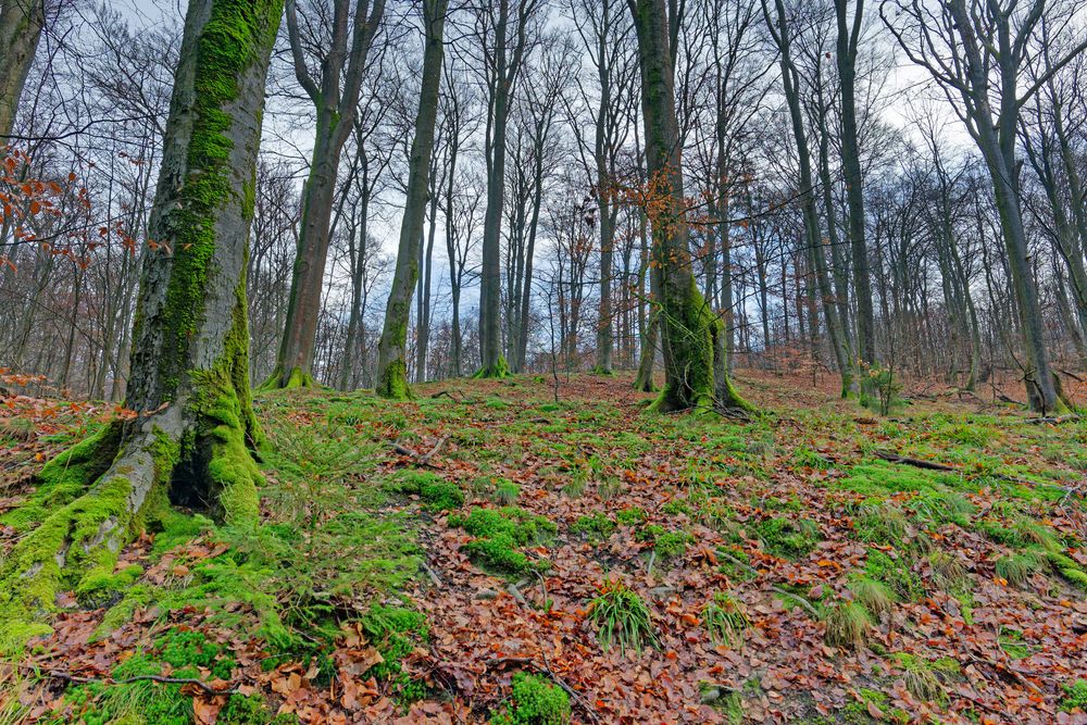 Waldmotive, hier: Winterimpressionen im Laubwald (16)