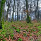 Waldmotive, hier: Winterimpressionen im Laubwald (16)