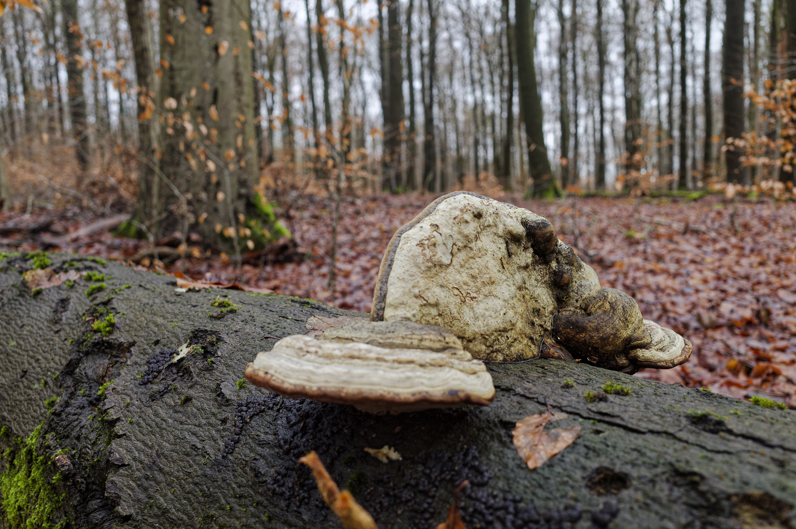 Waldmotive, hier: Winterimpressionen im Laubwald (2)