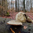 Waldmotive, hier: Winterimpressionen im Laubwald (2)