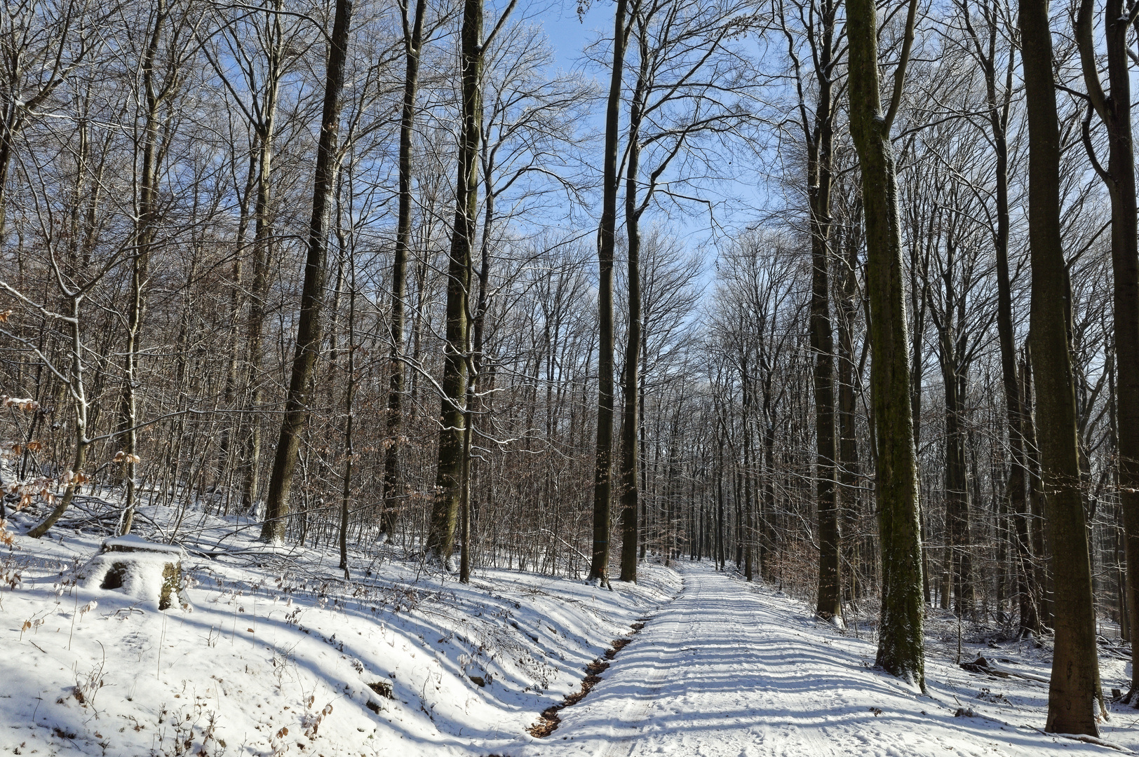 Waldmotive, hier: Winterimpressionen im Laubwald (2)