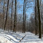 Waldmotive, hier: Winterimpressionen im Laubwald (2)