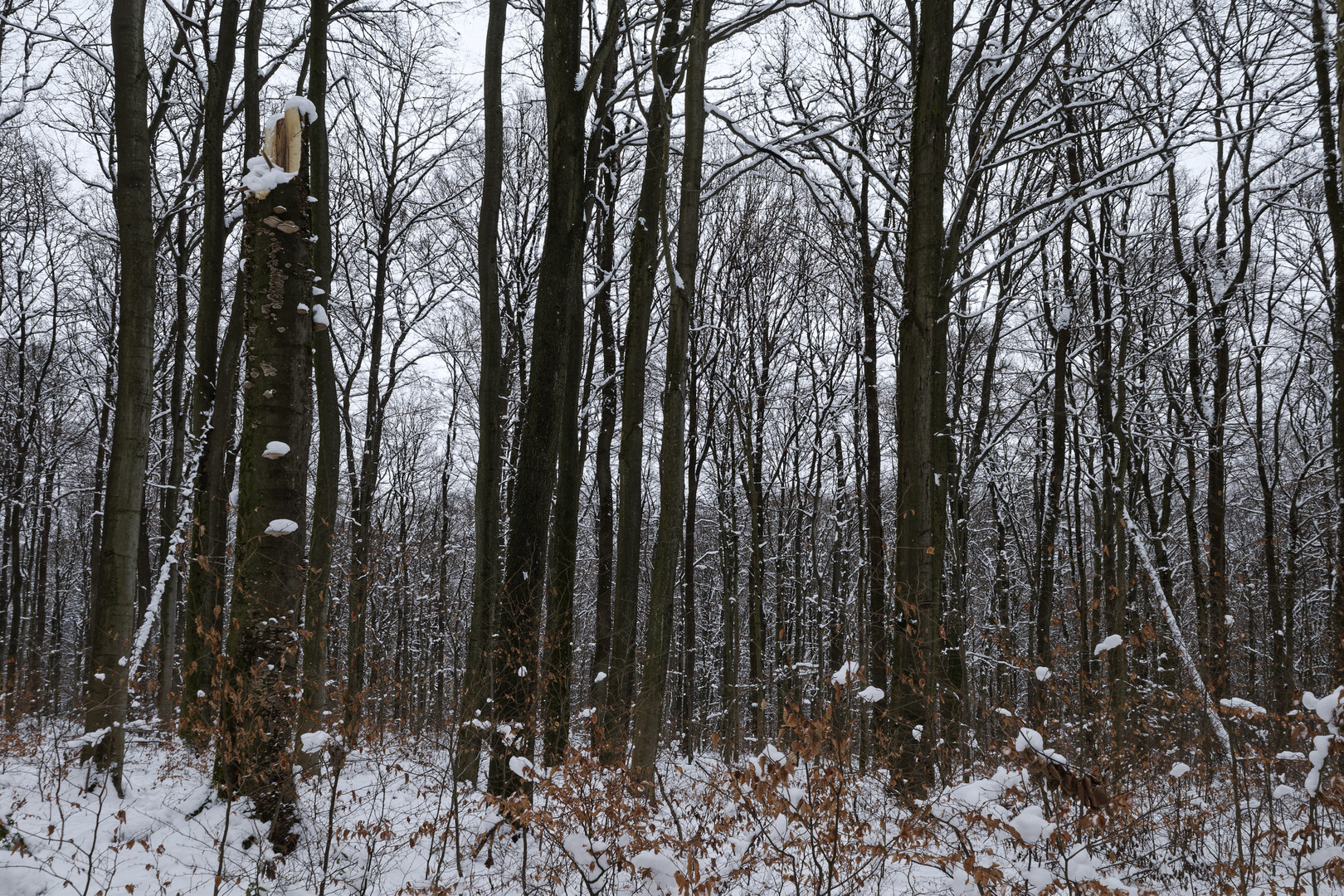 Waldmotive, hier: Winterimpressionen im Laubwald (2)
