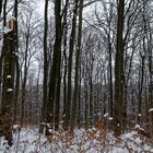 Waldmotive, hier: Winterimpressionen im Laubwald (2)