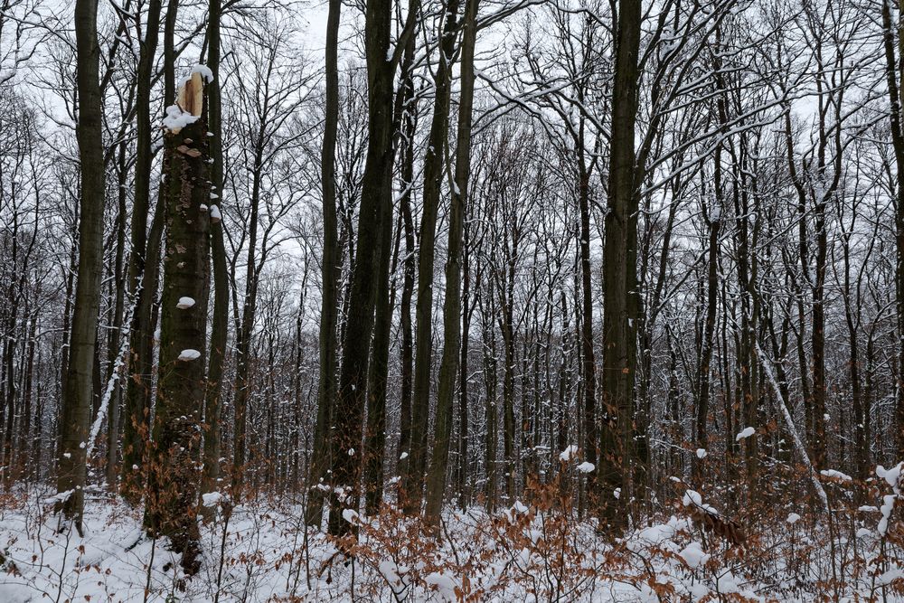 Waldmotive, hier: Winterimpressionen im Laubwald (2)