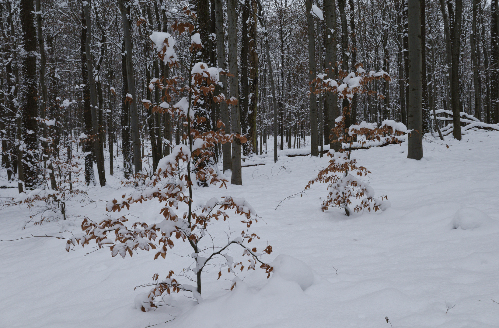 Waldmotive, hier: Winterimpressionen im Laubwald