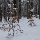 Waldmotive, hier: Winterimpressionen im Laubwald