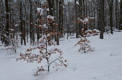 Waldmotive, hier: Winterimpressionen im Laubwald