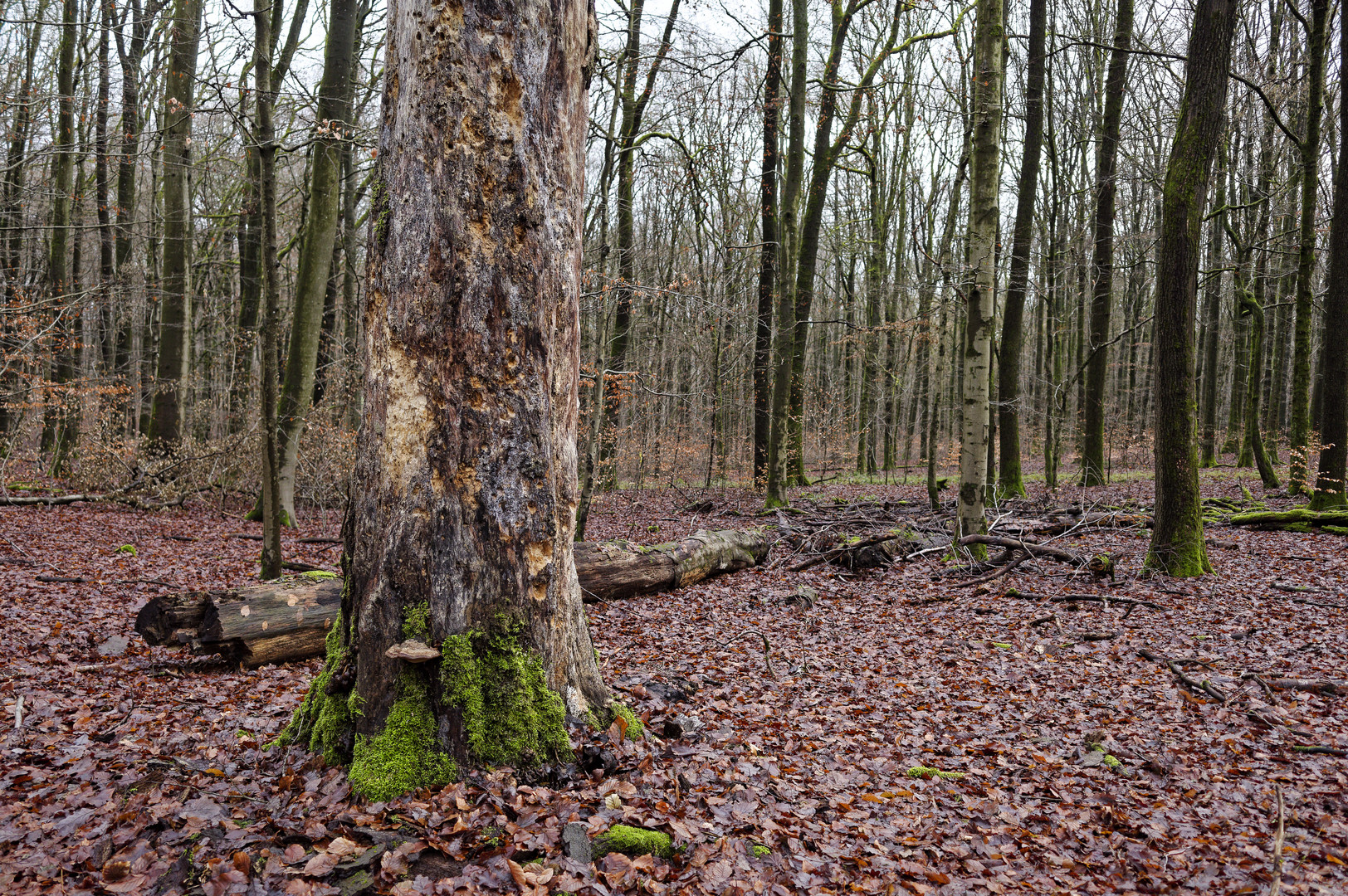 Waldmotive, hier: Winterimpressionen im Laubwald (3)