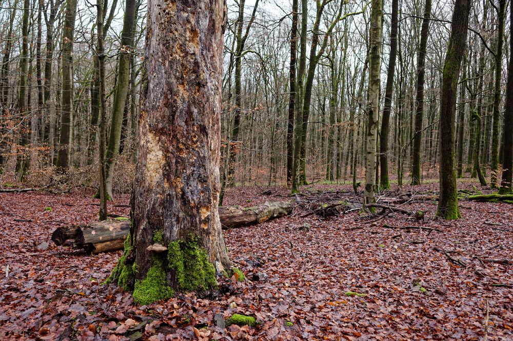 Waldmotive, hier: Winterimpressionen im Laubwald (3)