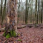 Waldmotive, hier: Winterimpressionen im Laubwald (3)