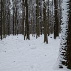 Waldmotive, hier: Winterimpressionen im Laubwald (3)