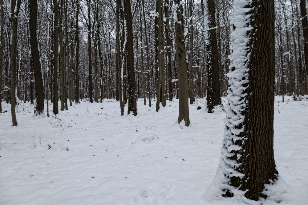 Waldmotive, hier: Winterimpressionen im Laubwald (3)