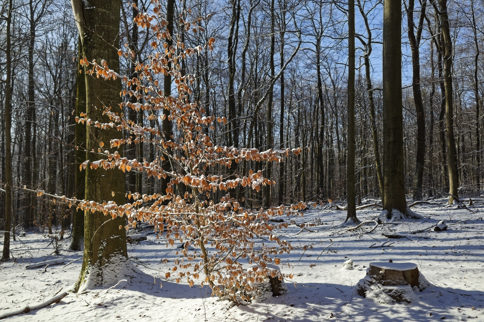 Waldmotive, hier: Winterimpressionen im Laubwald (3)