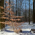 Waldmotive, hier: Winterimpressionen im Laubwald (3)