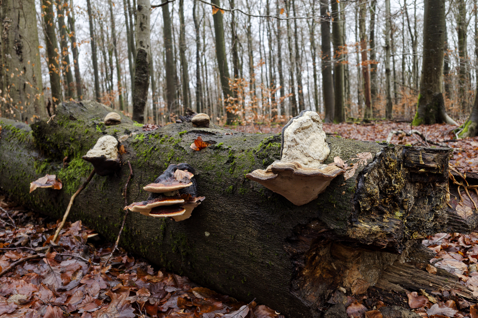 Waldmotive, hier: Winterimpressionen im Laubwald (3)