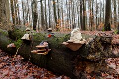 Waldmotive, hier: Winterimpressionen im Laubwald (3)