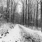 Waldmotive, hier:  Winterimpressionen im Laubwald
