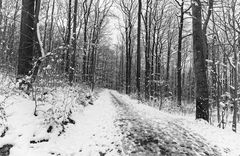 Waldmotive, hier:  Winterimpressionen im Laubwald