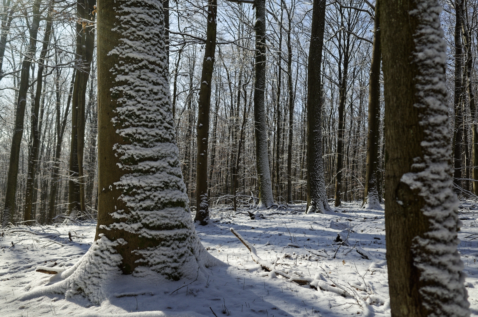 Waldmotive, hier: Winterimpressionen im Laubwald (4)