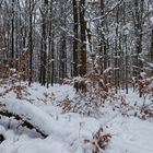 Waldmotive, hier: Winterimpressionen im Laubwald (4)