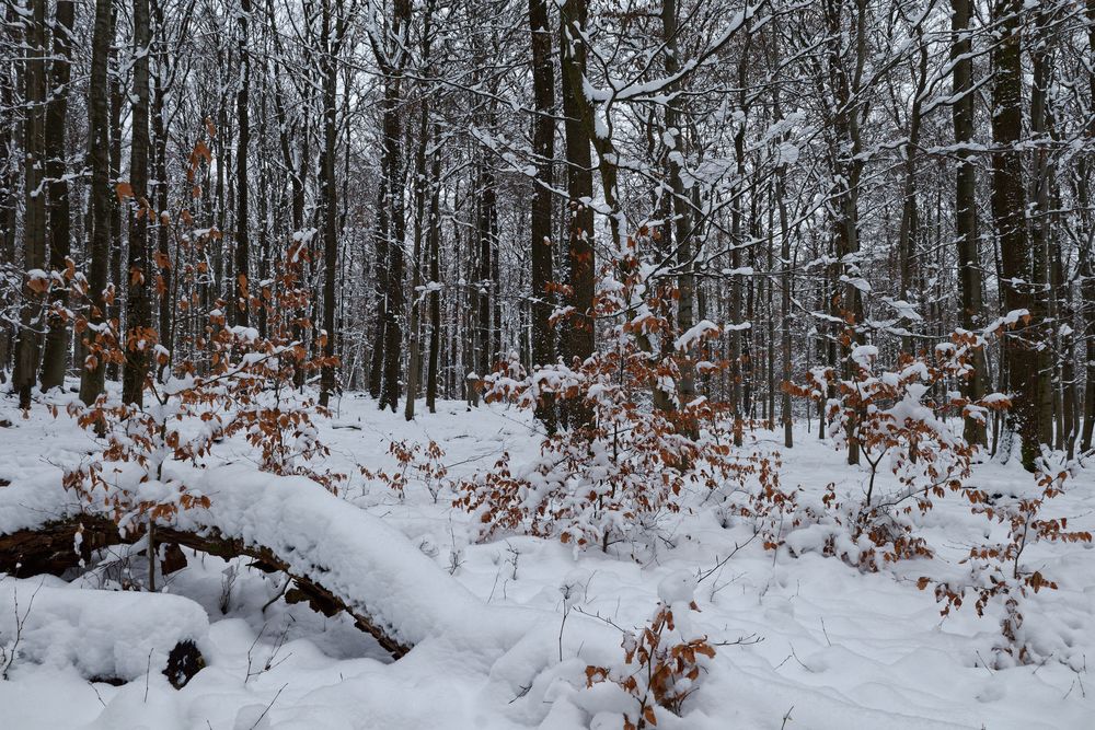 Waldmotive, hier: Winterimpressionen im Laubwald (4)