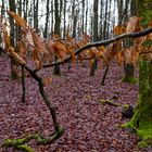 Waldmotive, hier: Winterimpressionen im Laubwald