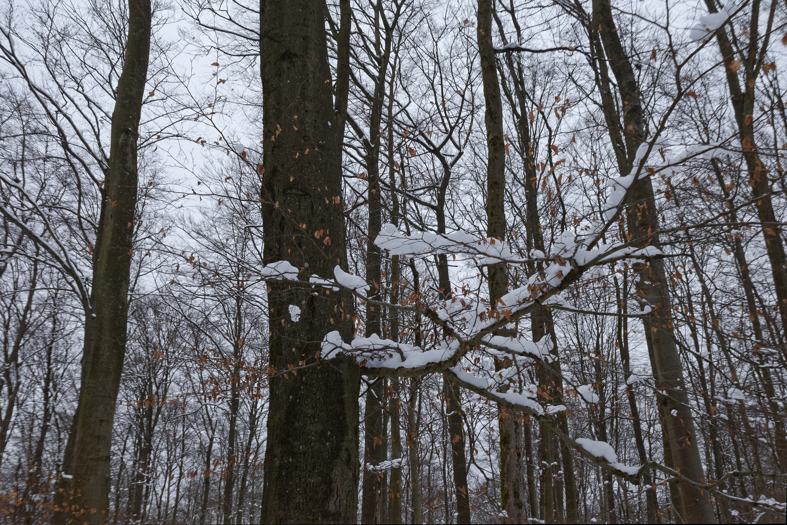 Waldmotive, hier: Winterimpressionen im Laubwald (5)