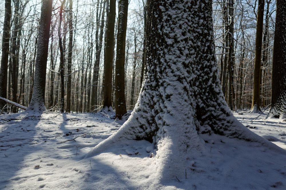 Waldmotive, hier: Winterimpressionen im Laubwald (5)