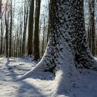 Waldmotive, hier: Winterimpressionen im Laubwald (5)