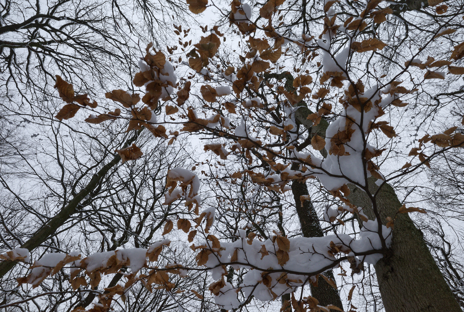 Waldmotive, hier: Winterimpressionen im Laubwald (6)