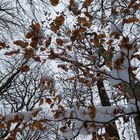 Waldmotive, hier: Winterimpressionen im Laubwald (6)