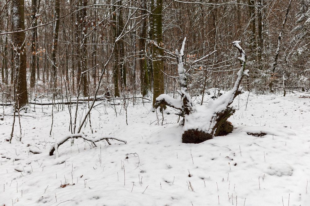 Waldmotive, hier: Winterimpressionen im Laubwald (6)