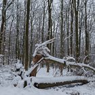 Waldmotive, hier: Winterimpressionen im Laubwald (7)
