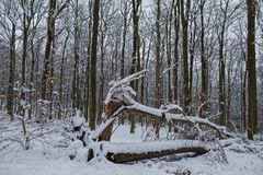 Waldmotive, hier: Winterimpressionen im Laubwald (7)