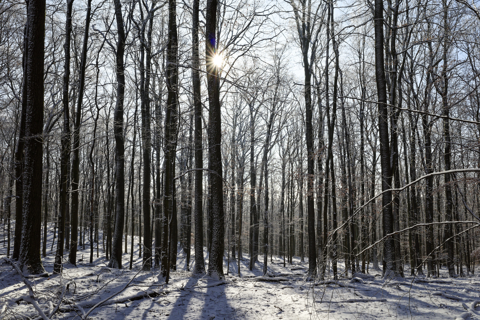Waldmotive, hier: Winterimpressionen im Laubwald (7)