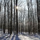 Waldmotive, hier: Winterimpressionen im Laubwald (7)