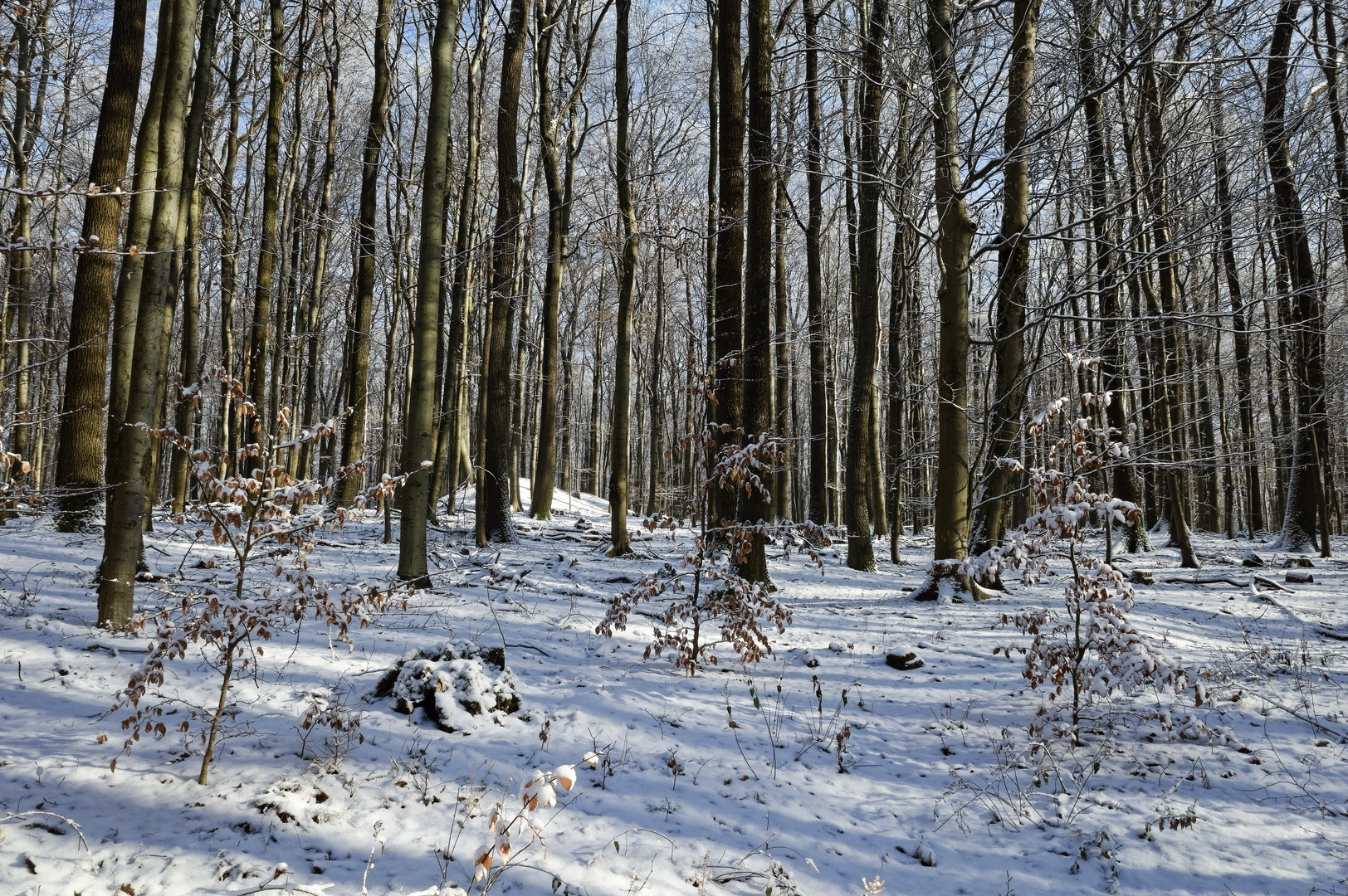 Waldmotive, hier: Winterimpressionen im Laubwald (8)