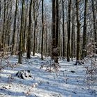 Waldmotive, hier: Winterimpressionen im Laubwald (8)