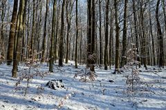 Waldmotive, hier: Winterimpressionen im Laubwald (8)